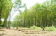 Chuyện từ cây cao su